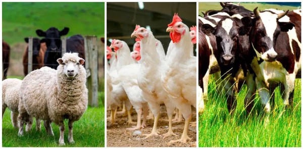 Veterinary Medicines Fenbendazole Tablets Veterinary Medicines Fenbendazole Tablets