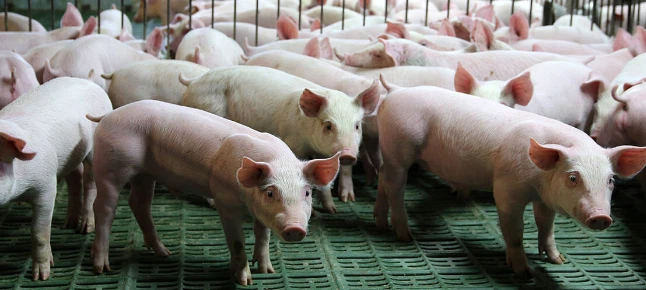 Enrofloxacin injection 100ml for cattle Enrofloxacin injection 100ml for cattle