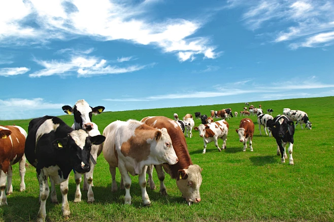 Oxytetracycline injection 10% for cattle Oxytetracycline injection 10% for cattle