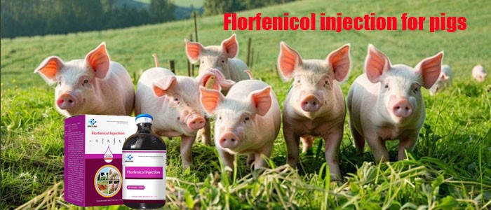 Florfenicol injection for pigs Florfenicol injection for pigs