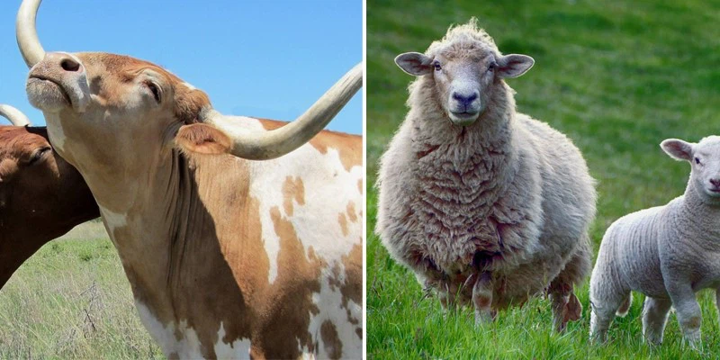 0.2% compound premixed feed for Cattle and Sheep 0.2% compound premixed feed for Cattle and Sheep